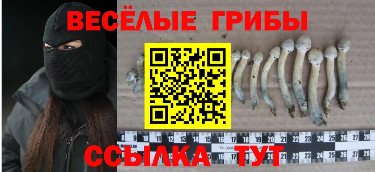 Малоярославец  Галлюциногенные грибы Cubensis  Вход с VPN 